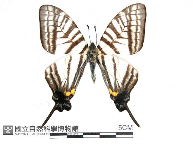 劍鳳蝶藏品圖，第1張