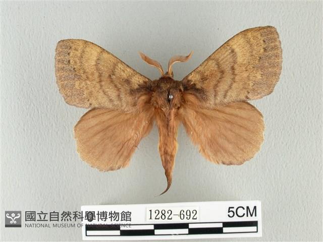 波紋枯葉蛾藏品圖，第1張