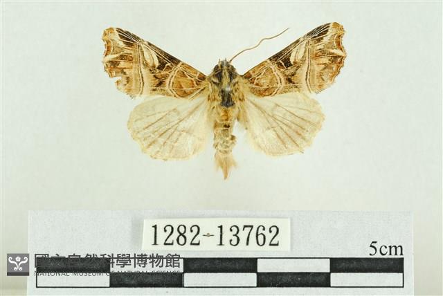 紅暈散紋夜蛾藏品圖，第1張