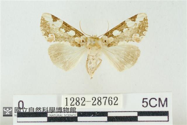 連珠波紋蛾藏品圖，第1張