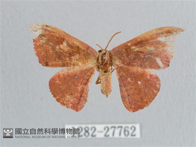 接骨木帶鉤蛾藏品圖，第1張