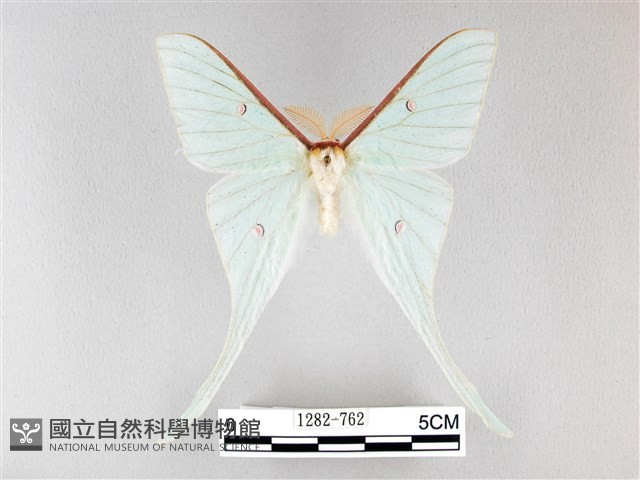 姬長尾水青蛾藏品圖，第1張
