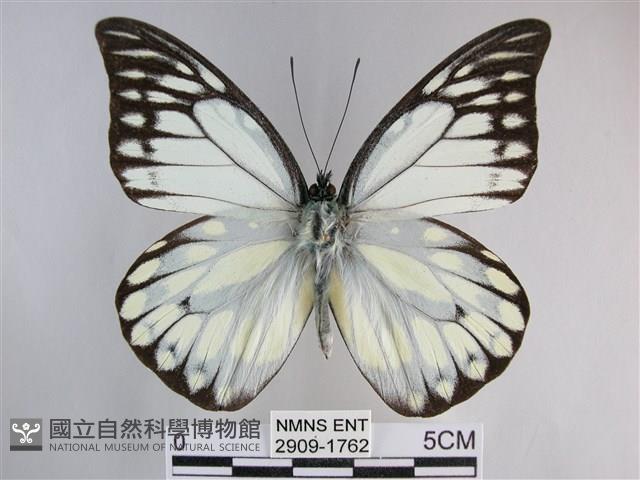 鋸粉蝶藏品圖，第1張