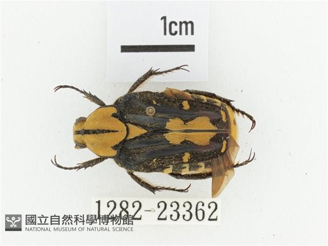 黃斑陷紋金龜藏品圖，第1張