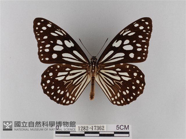淡紋青斑蝶藏品圖，第1張