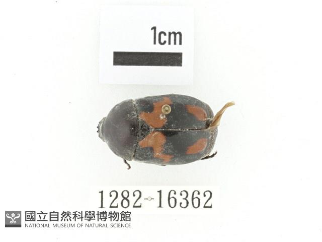 斑翅四齒金龜藏品圖，第1張