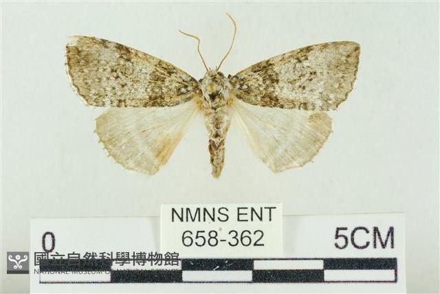 臺灣銀斑異波紋蛾藏品圖，第1張