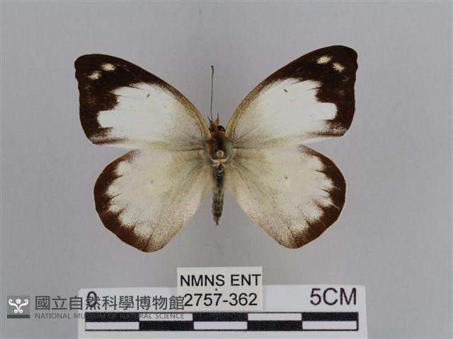 雲紋尖粉蝶藏品圖，第1張