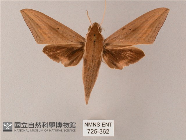 直翅斜紋天蛾藏品圖，第1張