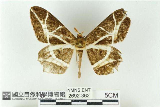 樹形尺蛾藏品圖，第1張