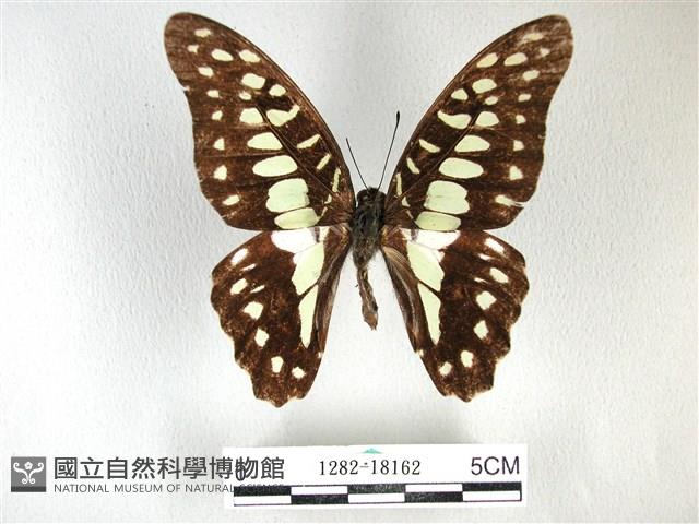 木蘭青鳳蝶藏品圖，第1張