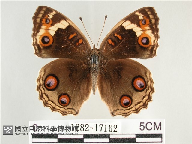 青眼蛺蝶、孔雀青蛺蝶藏品圖，第1張