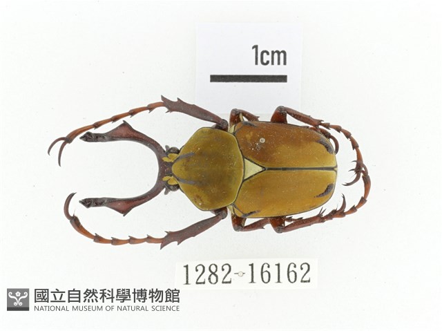 臺灣角金龜藏品圖，第1張