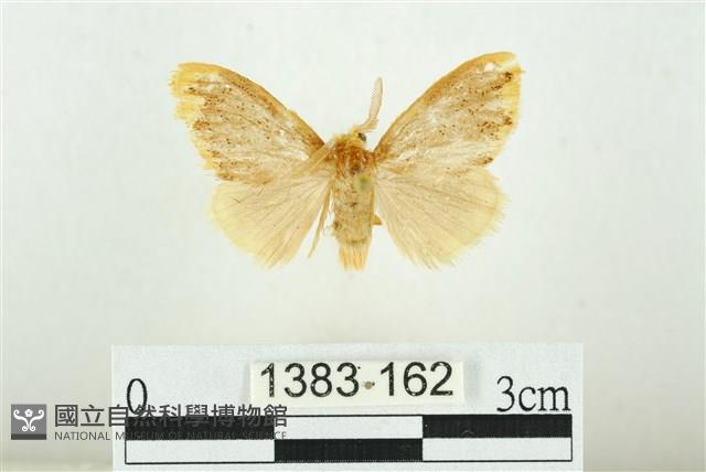 黑翅黃毒蛾藏品圖，第1張