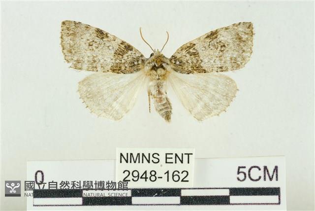 臺灣銀斑異波紋蛾藏品圖，第1張