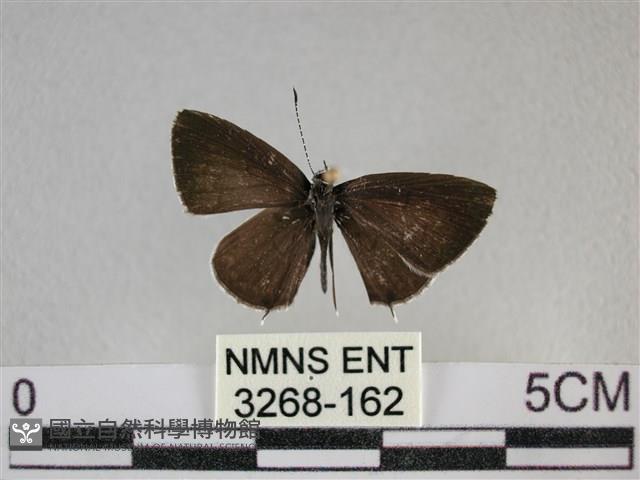 黑星灰蝶藏品圖，第1張