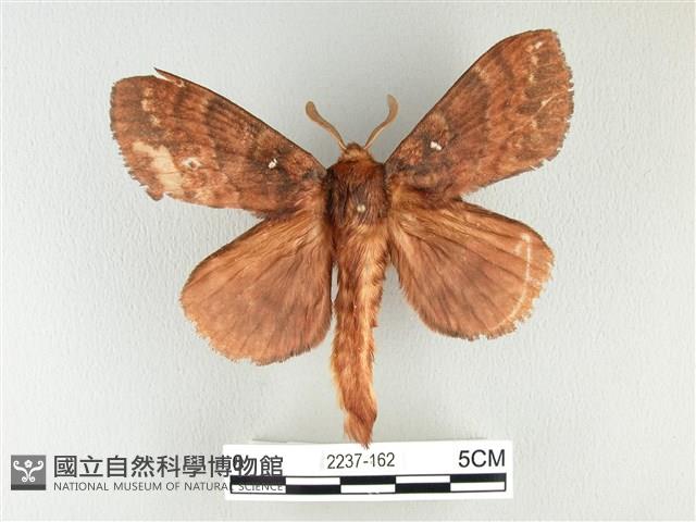 波紋枯葉蛾藏品圖，第1張