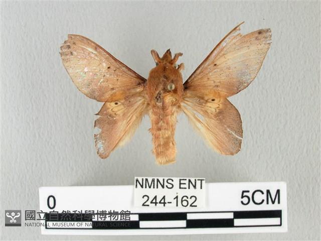 緣斑枯葉蛾藏品圖，第1張