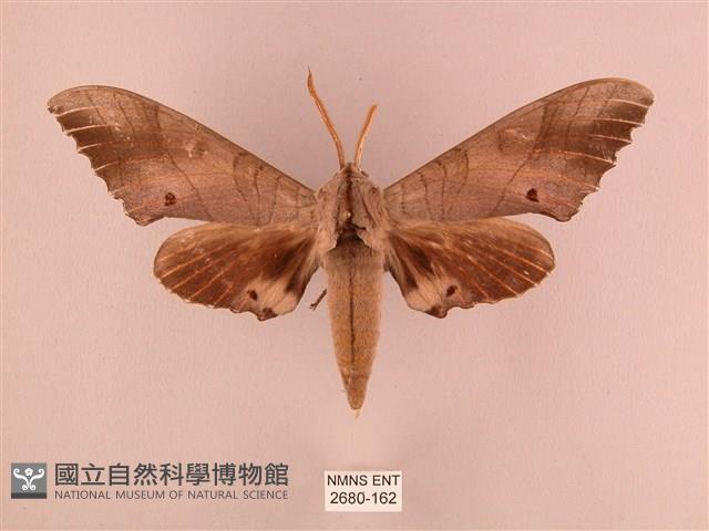 栗六點天蛾藏品圖，第1張