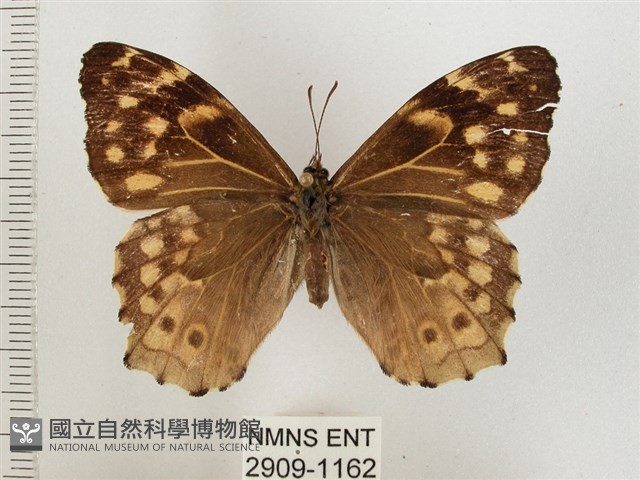 黃斑蔭眼蝶藏品圖，第1張