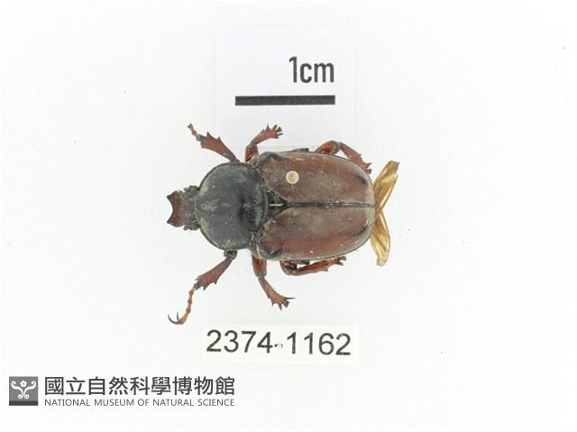 臺灣角金龜藏品圖，第1張