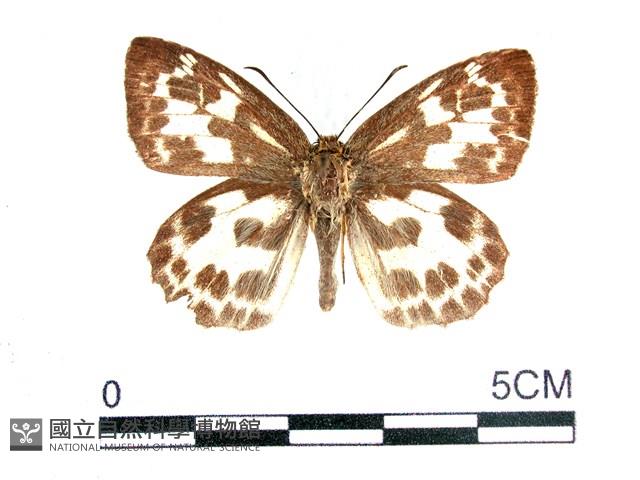 白弄蝶藏品圖，第1張