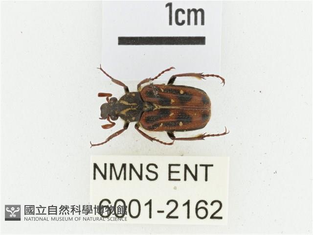 叉斑陷紋金龜藏品圖，第1張