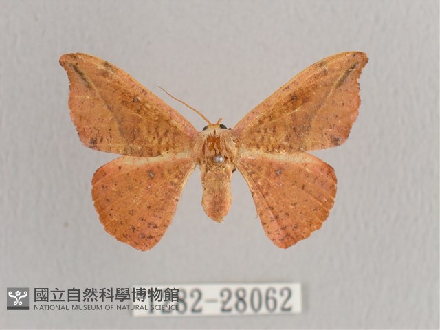 接骨木帶鉤蛾藏品圖，第1張