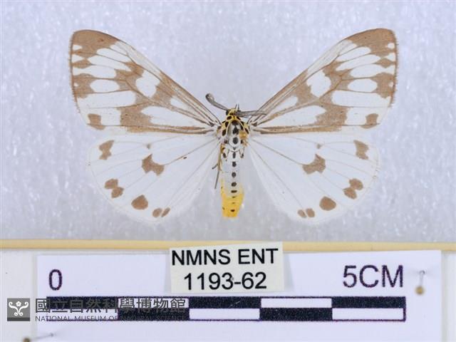 粉蝶燈蛾藏品圖，第1張