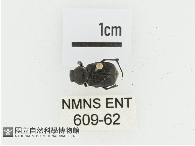 黑虎斑花金龜藏品圖，第1張
