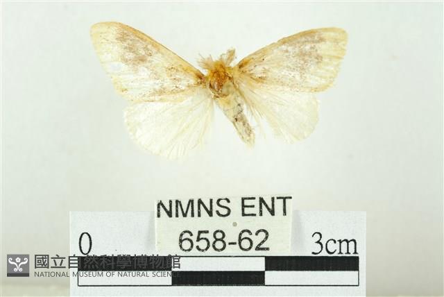 寬紋黃毒蛾藏品圖，第1張