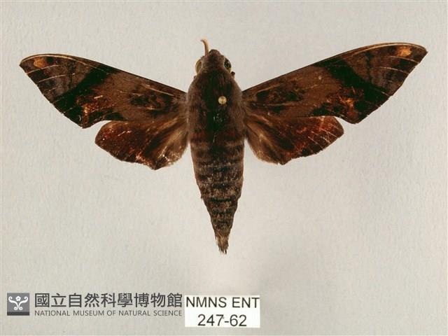 斜帶天蛾藏品圖，第1張