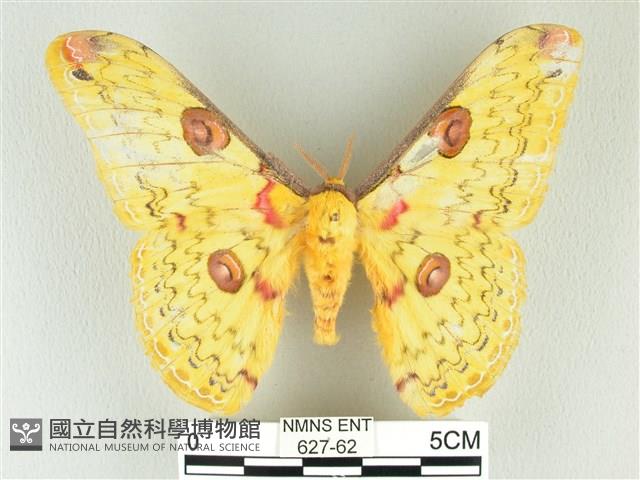 黃豹天蠶蛾藏品圖，第1張