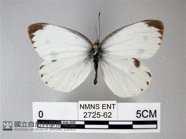 緣點白粉蝶藏品圖，第1張