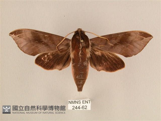 背中白天蛾藏品圖，第1張