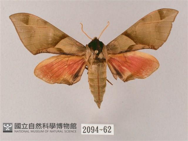 榆綠天蛾藏品圖，第1張