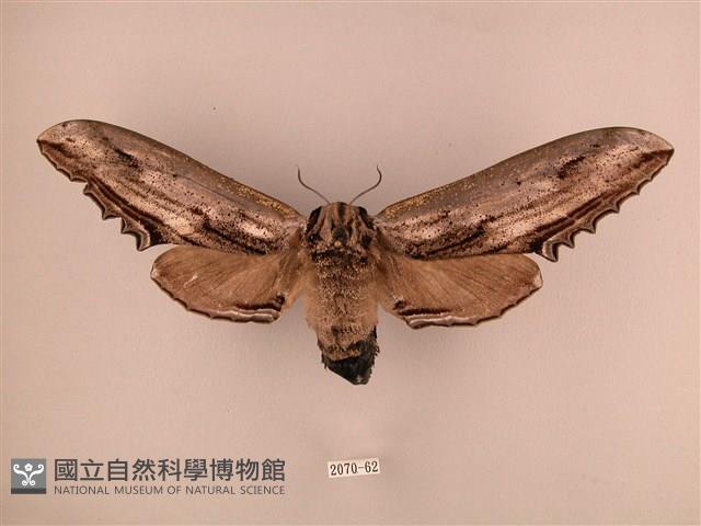 臺灣鋸翅天蛾藏品圖，第1張