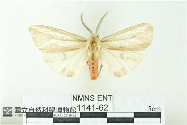 赭新污燈蛾藏品圖，第1張