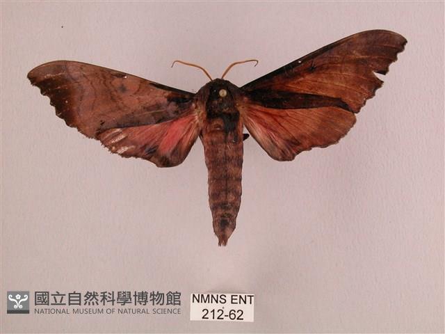 桃紅六點天蛾藏品圖，第1張