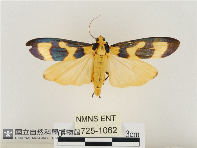 閃光苔蛾藏品圖，第1張