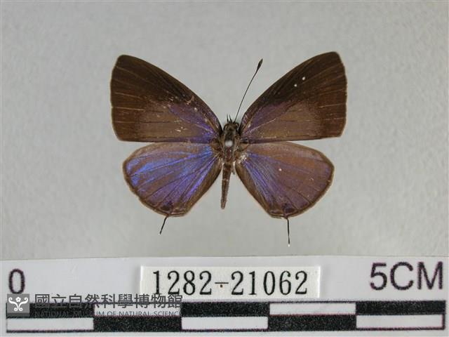 雅波灰蝶藏品圖，第1張
