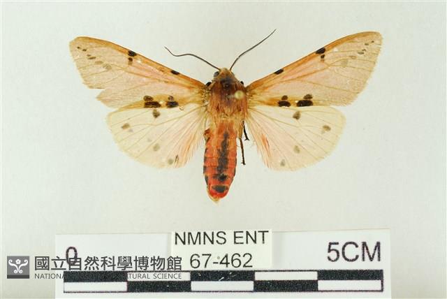 棍棒污燈蛾藏品圖，第1張