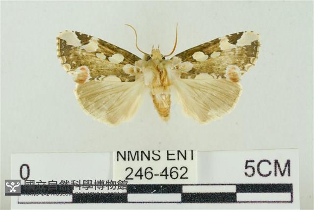 連珠波紋蛾藏品圖，第1張