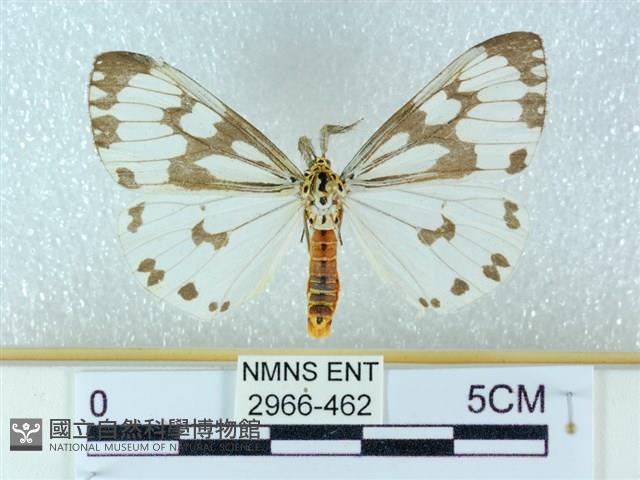 粉蝶燈蛾藏品圖，第1張