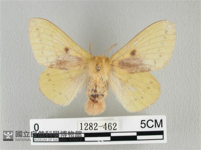 青枯葉蛾藏品圖，第1張