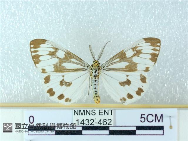 粉蝶燈蛾藏品圖，第1張