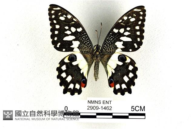 花鳳蝶、無尾鳳蝶藏品圖，第1張