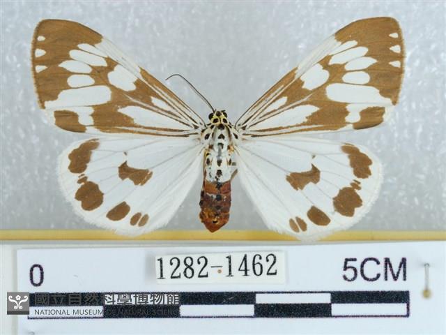 粉蝶燈蛾藏品圖，第1張