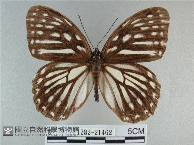 臺灣斑眼蝶藏品圖，第1張