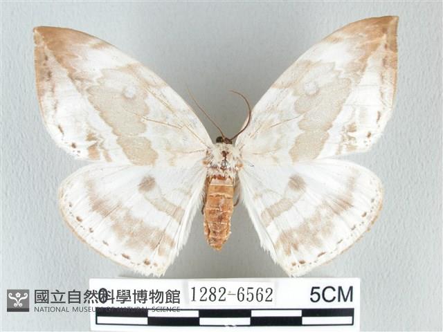 圓翅大鉤蛾藏品圖，第1張